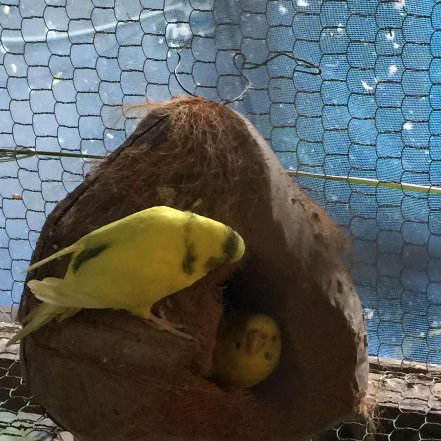 Ella Nature Nest מראה חיצוני תמונה